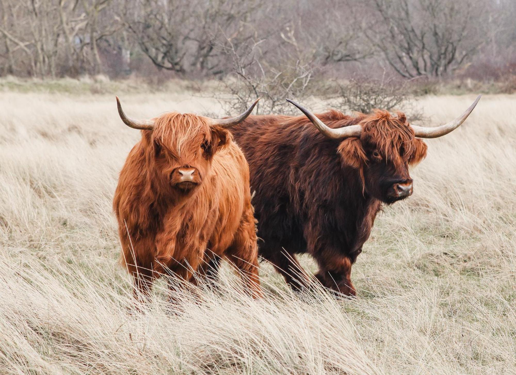 Zoomers Aan Het Bos Castricum Exterior foto